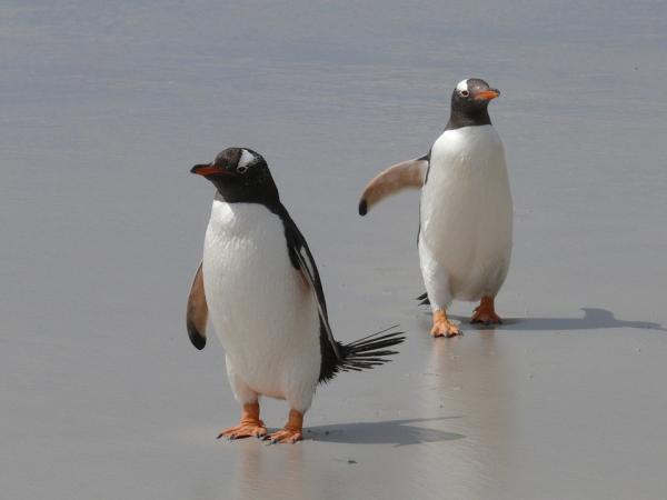 De mest nysgjerrige frieriritualene hos dyr - Gentoo-pingvinens enkelhet