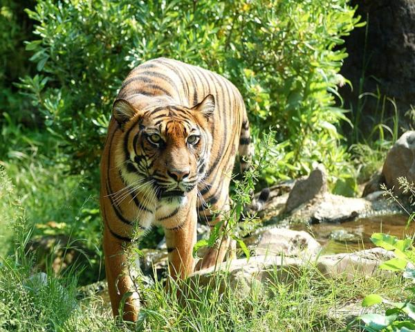 Hvor bor tigrene?  – Hvor bor Sumatrantigeren?