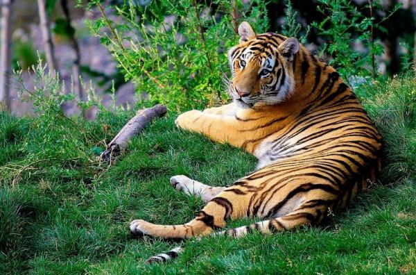 Hvor bor tigrene?  – Hvor bor den bengalske tigeren?