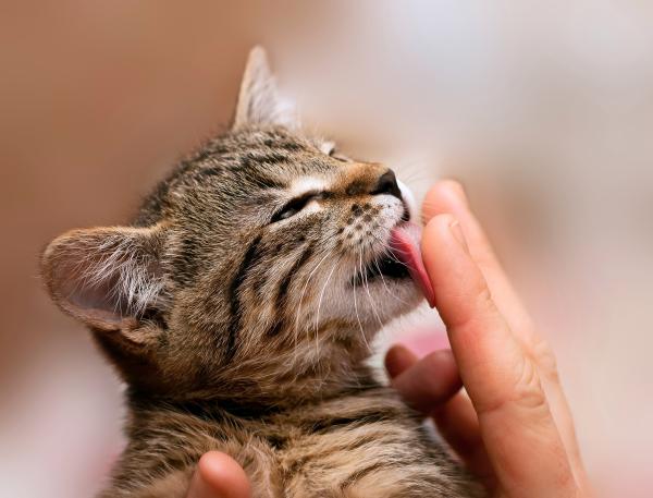 Hvorfor slikker katten min ansiktet mitt når jeg sover?  – Hvorfor slikker katter? 