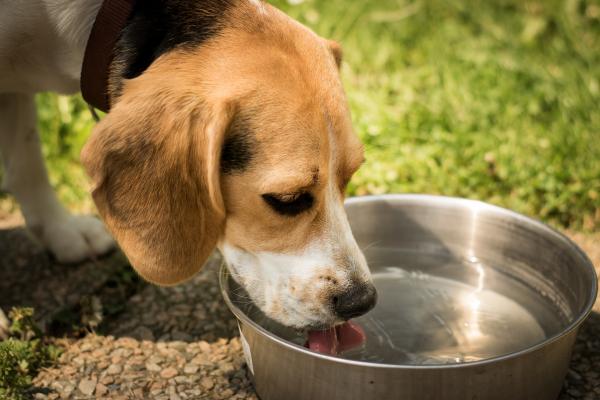 Hvorfor drikker hunden min mye vann og kaster opp?  - Nyreinsuffisiens