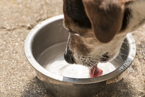 Hvorfor drikker hunden min mye vann og kaster opp?  - Diabetes