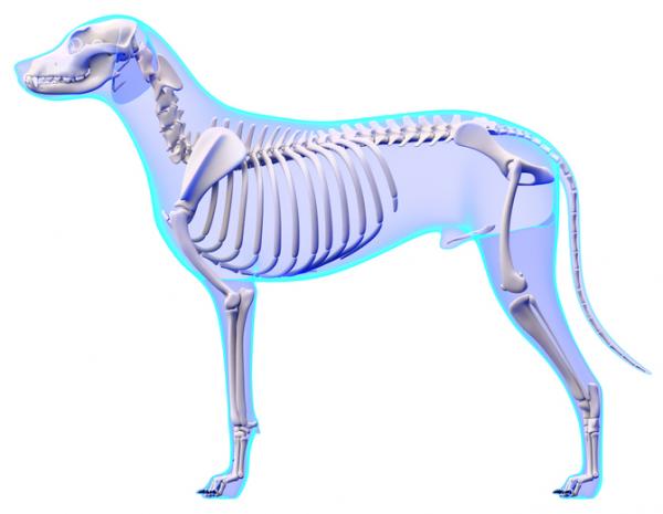 Hundens anatomi - Ekstern og intern - Hundeskjelett 