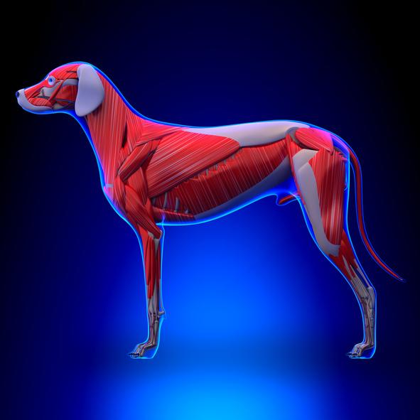 Hundens anatomi - Ekstern og intern - Hundemuskler 