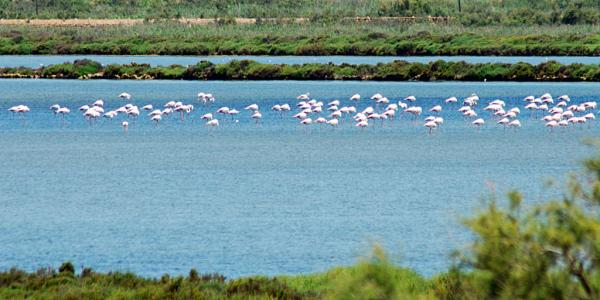 Hvor bor flamingoer i Spania?  - Cabo de la Gata