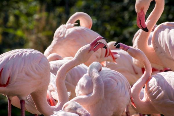 Hvor bor flamingoer i Spania?  - Laguna del Salobral