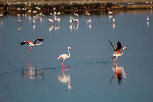 Hvor bor flamingoer i Spania?  - Myrer av Odiel-elven