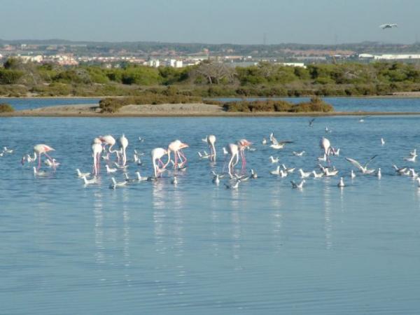 Hvor bor flamingoer i Spania?  - Regionalparken San Pedro de Pinatar