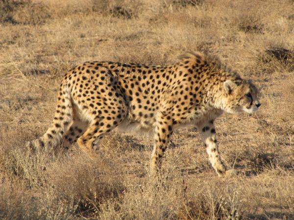 Forskjeller mellom gepard og leopard - andre geparder