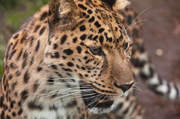 Forskjeller mellom gepard og leopard - Kuriosa om leoparden