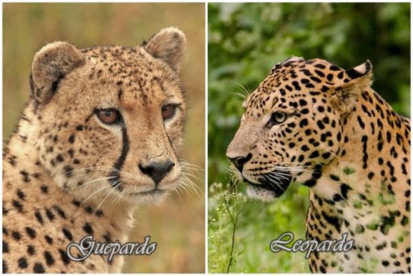 Forskjeller mellom gepard og leopard - forskjeller i utseende