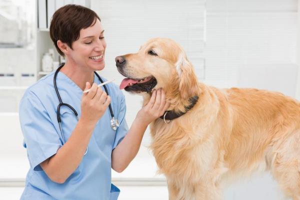 Hvordan vite genetikken til hunden min?  – Hvordan utføres genetiske tester for hunder?