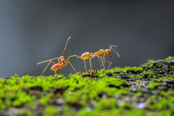 1640122238 755 Hvordan kommuniserer maur