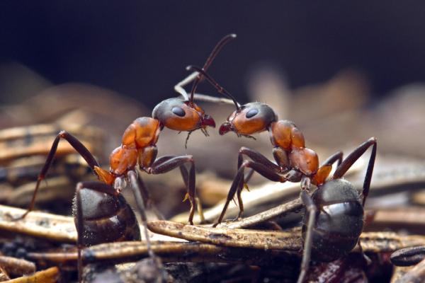 1640122238 972 Hvordan kommuniserer maur