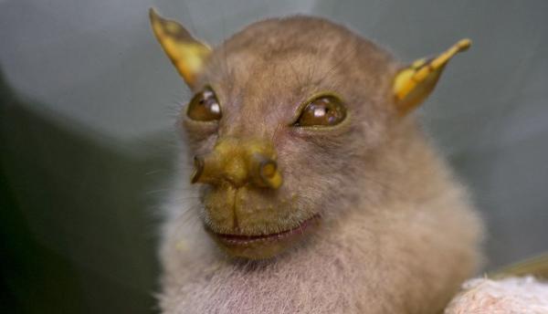 De morsomste dyrene i verden - Bat Yoda