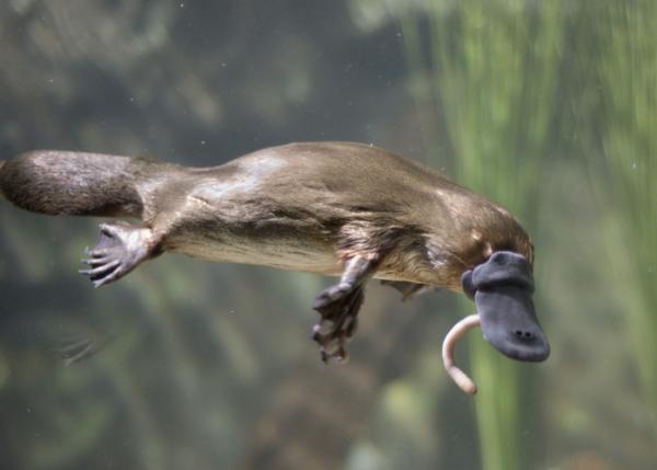 De morsomste dyrene i verden - Platypus