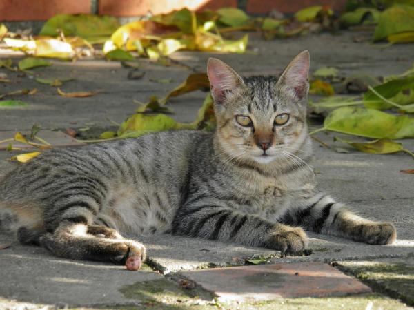 Hvorfor mjauer katten min mye?  – Har du adoptert en streifkatt?
