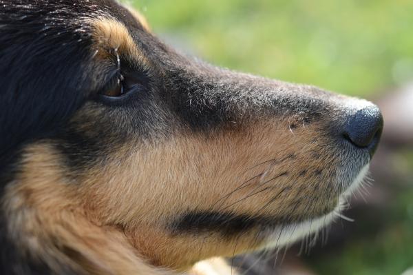 Hva er hundenes værhår til?  – Vokser eller faller værhår til hunder?
