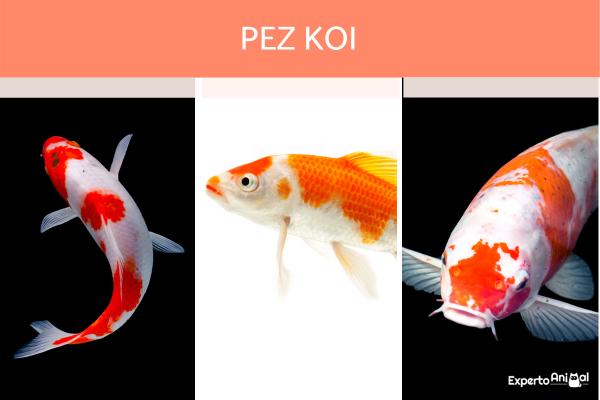 Japansk fisk - Typer og egenskaper - Koi-fiskens egenskaper