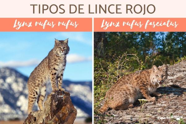 Gaupetyper - Kjennetegn og hvor de bor - Bobcat (Lynx rufus)