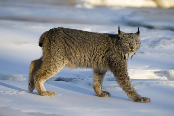 Gaupetyper - Kjennetegn og hvor de bor - Kanadisk gaupe (Lynx canadensis)
