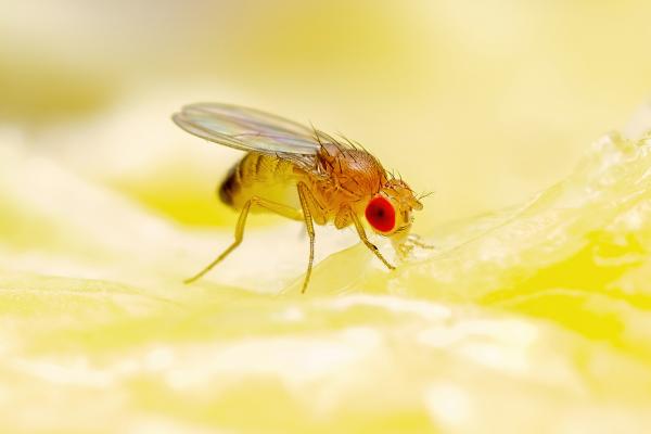 Hva spiser fluer?  - Planteetende fluer