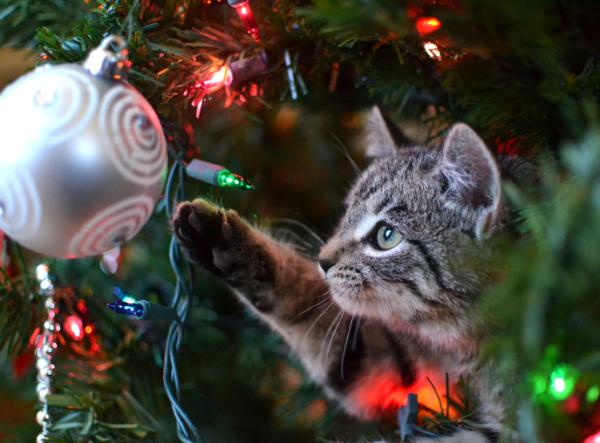 Farlige julepynt for kjæledyr - Glitrende kranser, buer og stjerner