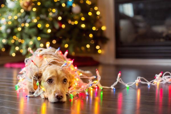 Farlige julepynt for kjæledyr - juleledninger og lys