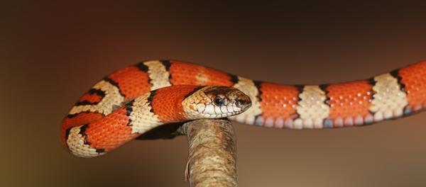 Problemer med smelting av slangen - Hvordan hjelpe slangen ved oppbevaring av molte?