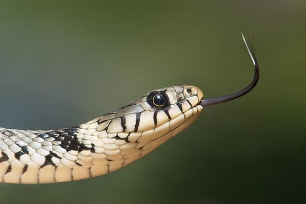 Problemer med å felle slangen - Hva kan et problem med å felle skyldes?