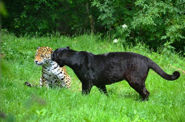 Kuriositeten til ville katter som du ikke kan gå glipp av - Nysgjerrighetene til jaguaren, leoparden og den svarte panteren