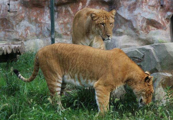 Nysgjerrigheter til ville katter som du ikke kan gå glipp av - Nysgjerninger til tigeren, løven og hybridene deres
