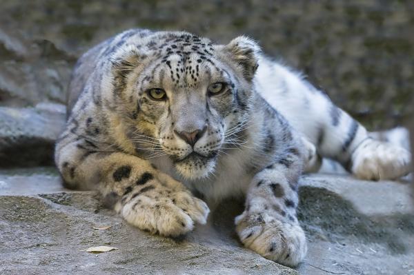 Kuriositeter av ville katter som du ikke kan gå glipp av - Curiosities of the snow leopard