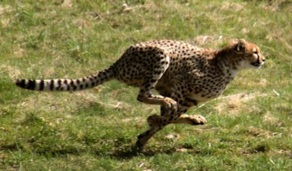 Alt om Cheetah Habitat - Savannah som Gepard Habitat