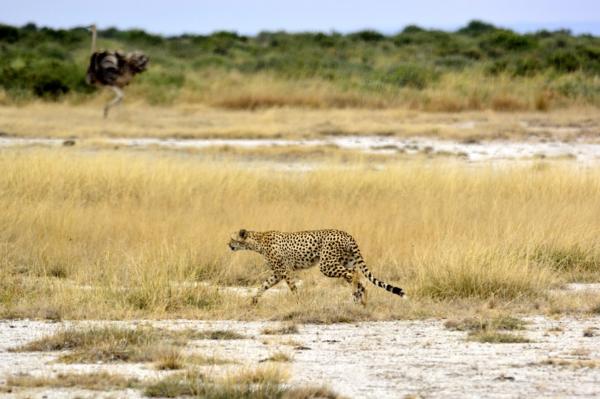 Alt om gepardens habitat - Geparden og bevaringen av dens habitat
