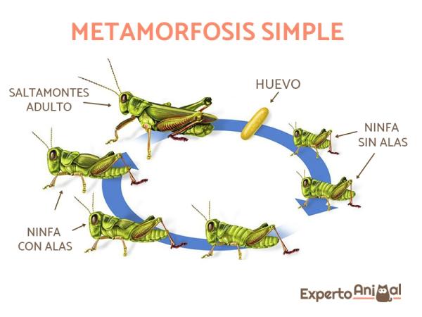 Dyr som gjennomgår metamorfose i sin utvikling - Faser av enkel metamorfose 