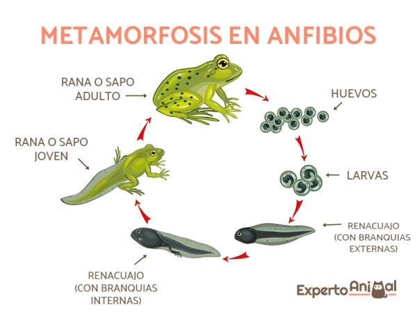 Dyr som gjennomgår metamorfose i sin utvikling - Faser av metamorfose hos amfibier