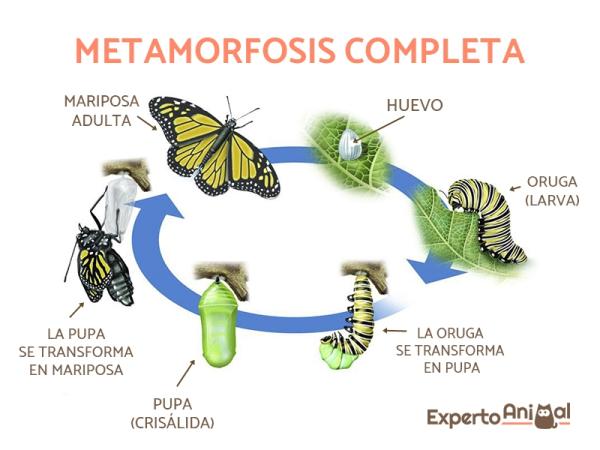 Dyr som gjennomgår metamorfose i sin utvikling - Faser av fullstendig metamorfose hos insekter