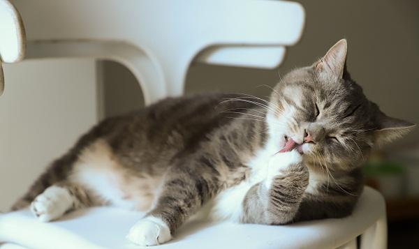 Cat Negle Problemer - Symptomer på Feline Negle Problemer