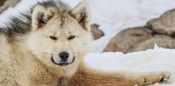 De 18 eldste hunderasene i verden ifølge vitenskapelige studier - 5. Grønlandsk eller grønlandsk hund