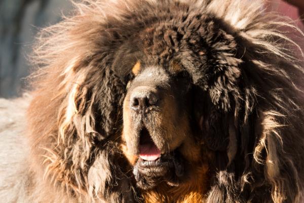 De 18 eldste hunderasene i verden ifølge vitenskapelige studier - 3. Tibetansk mastiff