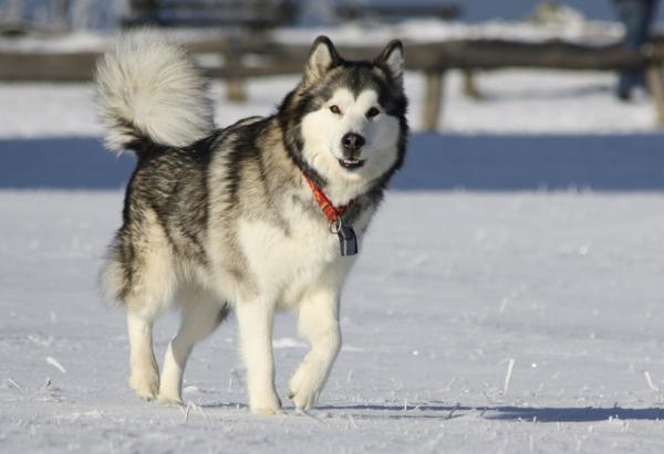 De 18 eldste hunderasene i verden ifølge vitenskapelige studier - 6. Alaskan Malamute