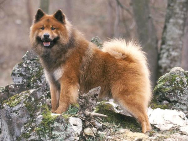 De 18 eldste hunderasene i verden ifølge vitenskapelige studier - 11. Eurasier