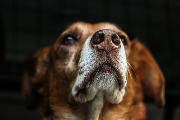 Lukter hunder frykten for mennesker?  - Et hormonelt problem 
