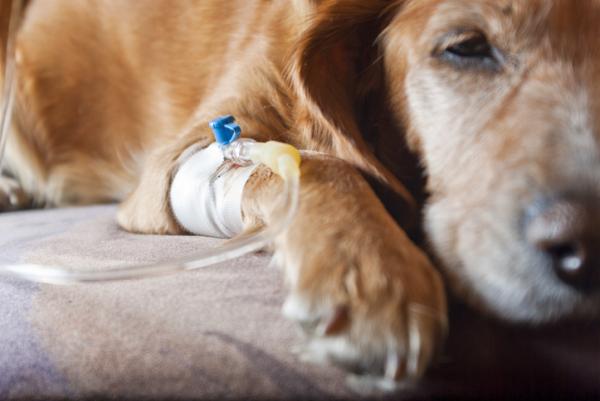 Nyreproblemer hos hund - Sykdommer, årsaker og symptomer - 4. Nyresvikt hos hund
