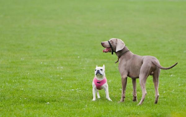 Er det nødvendig å kastrere hannhunder for bedre oppførsel?  – Kastrering av hunden for å forbedre oppførselen?