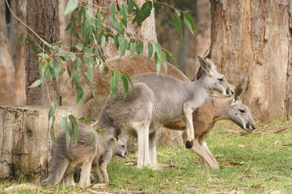 Kangaroo Breeding - Kjedeavl og diapause av den røde kenguruen