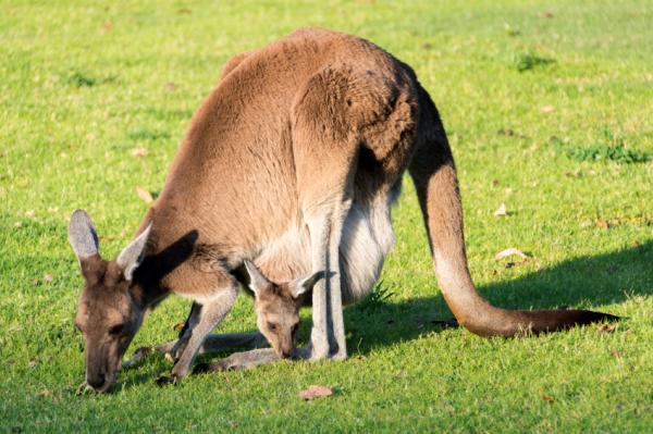 Reproduksjon av kenguru - fra livmor til pose