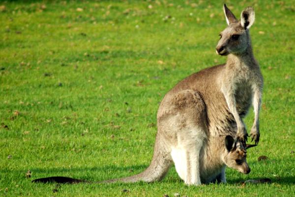 Kangaroo Reproduction - En alltid travel bag