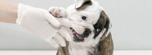 Homeopatiske produkter for hunder - Hvor og hvordan finner jeg ut om homeopatiske produkter for hunder?